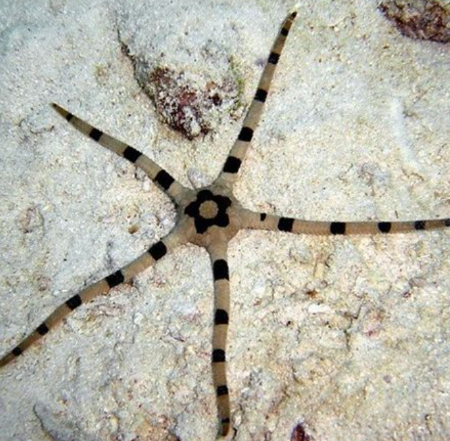 Tiger Serpent Starfish
