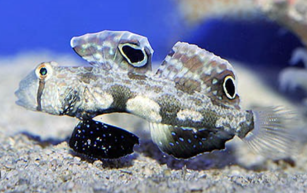 Twin Spot Goby