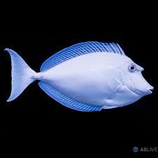Live 6/4/26 Unicorn Tang