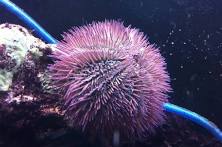 Rose Pink Urchin