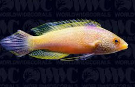 Rhomboid Fairy Wrasse