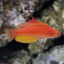 Live 6/25/26 Yellow Fin Flasher Wrasse