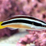 Yellowtail Cleaner Wrasse