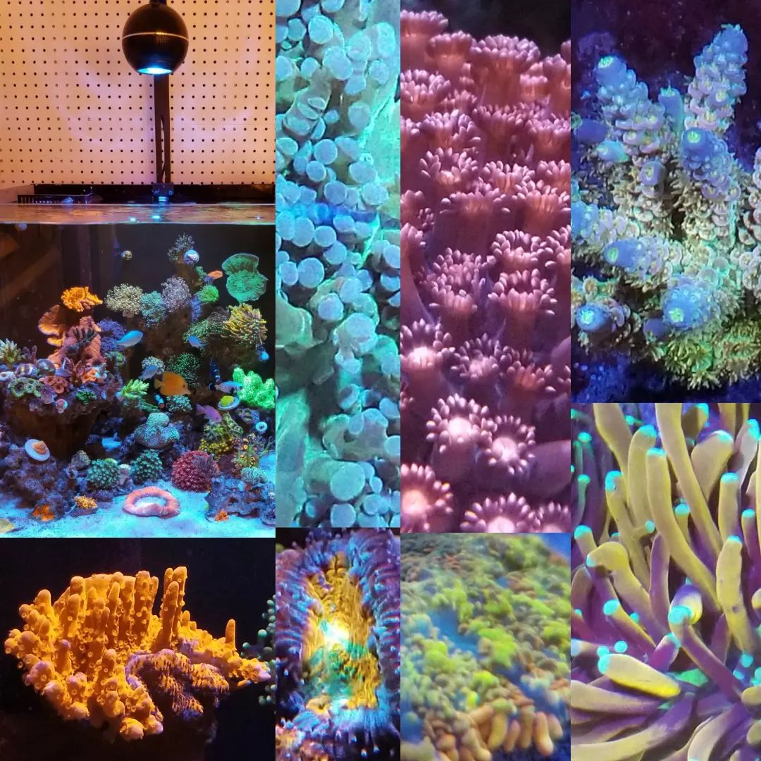 NOW SHIPPING! Coral's Coral SolaRay 4k Sphere LED Reef Aquarium Light - Coral's Coral