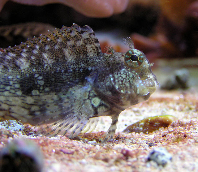 Sailfin / Algae Blenny MAC Certified