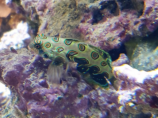 Mandarin Spotted Dragonet