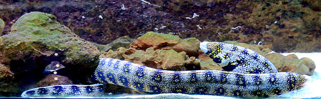 Starry Snowflake Eel