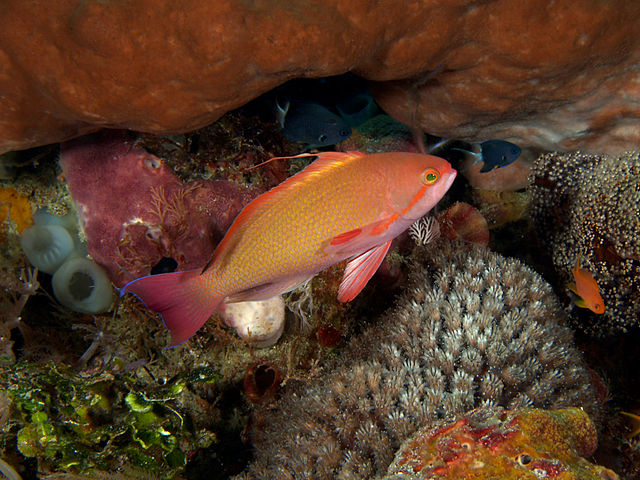 Red Lyretail Anthias