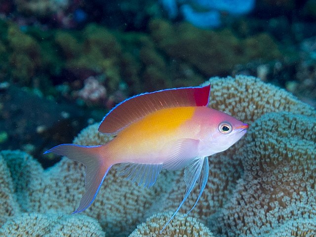 Dispar Anthias :: Eastern Asia