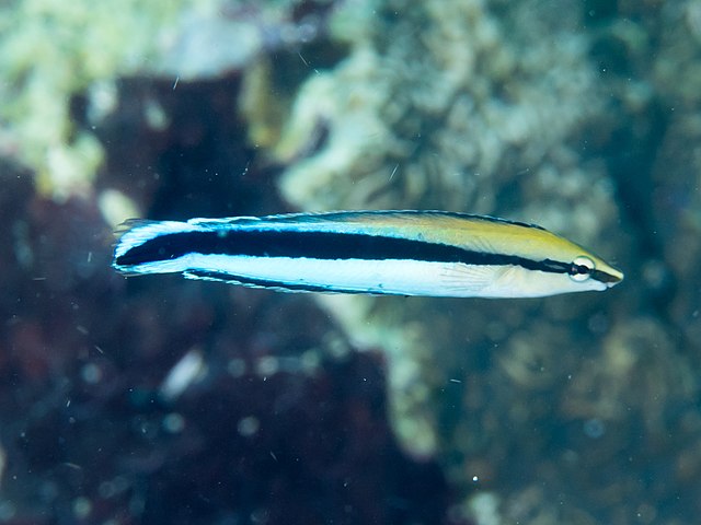 Common Cleaner Wrasse