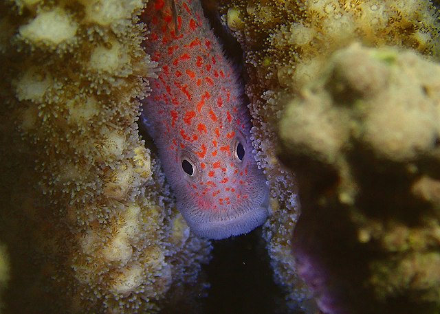 Gumdrop Spotted Croucher Goby