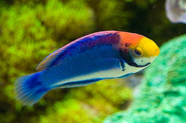 Solorensis Fairy Wrasse