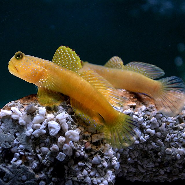 True Watchman Goby