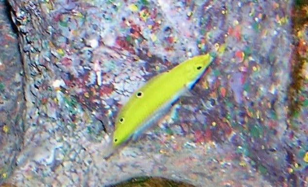 Canarytop Wrasse