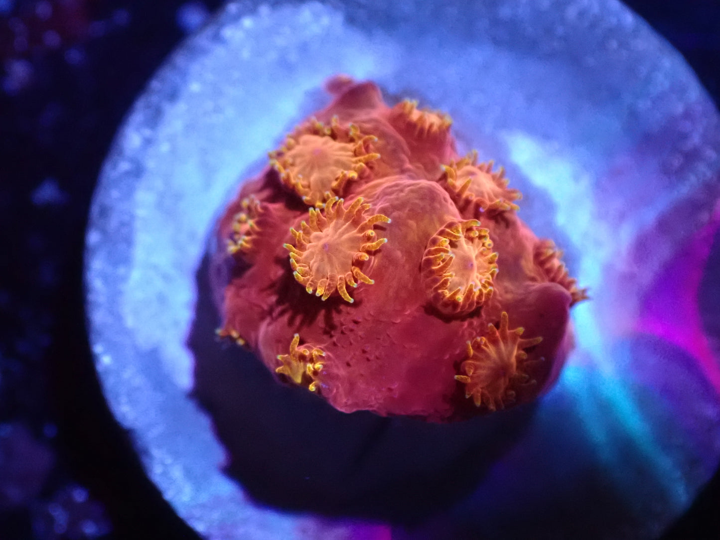 A6 Hi C Cyphastrea LIVE 4/15