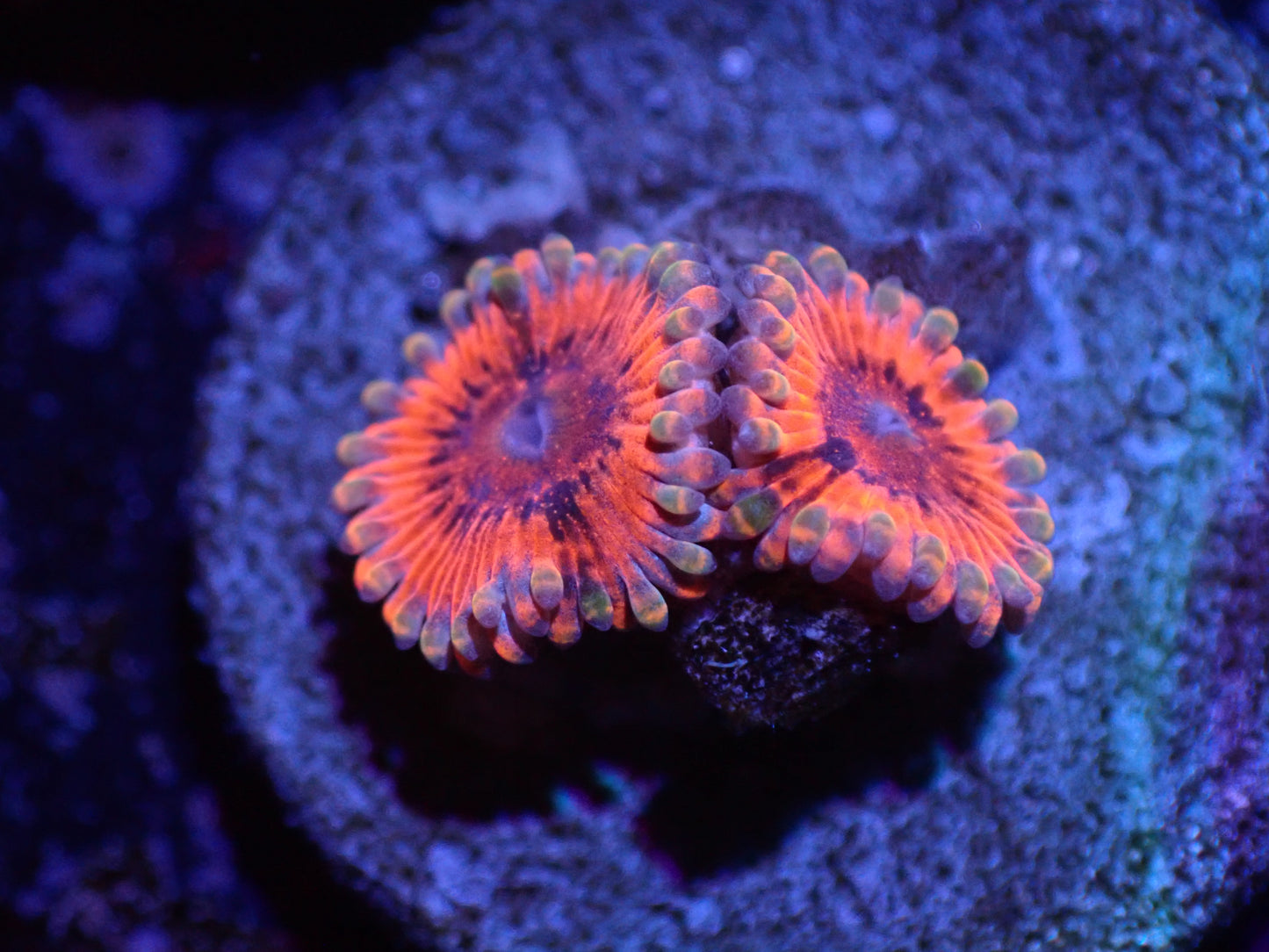B2 Utter Chaos Zoas LIVE 4/15