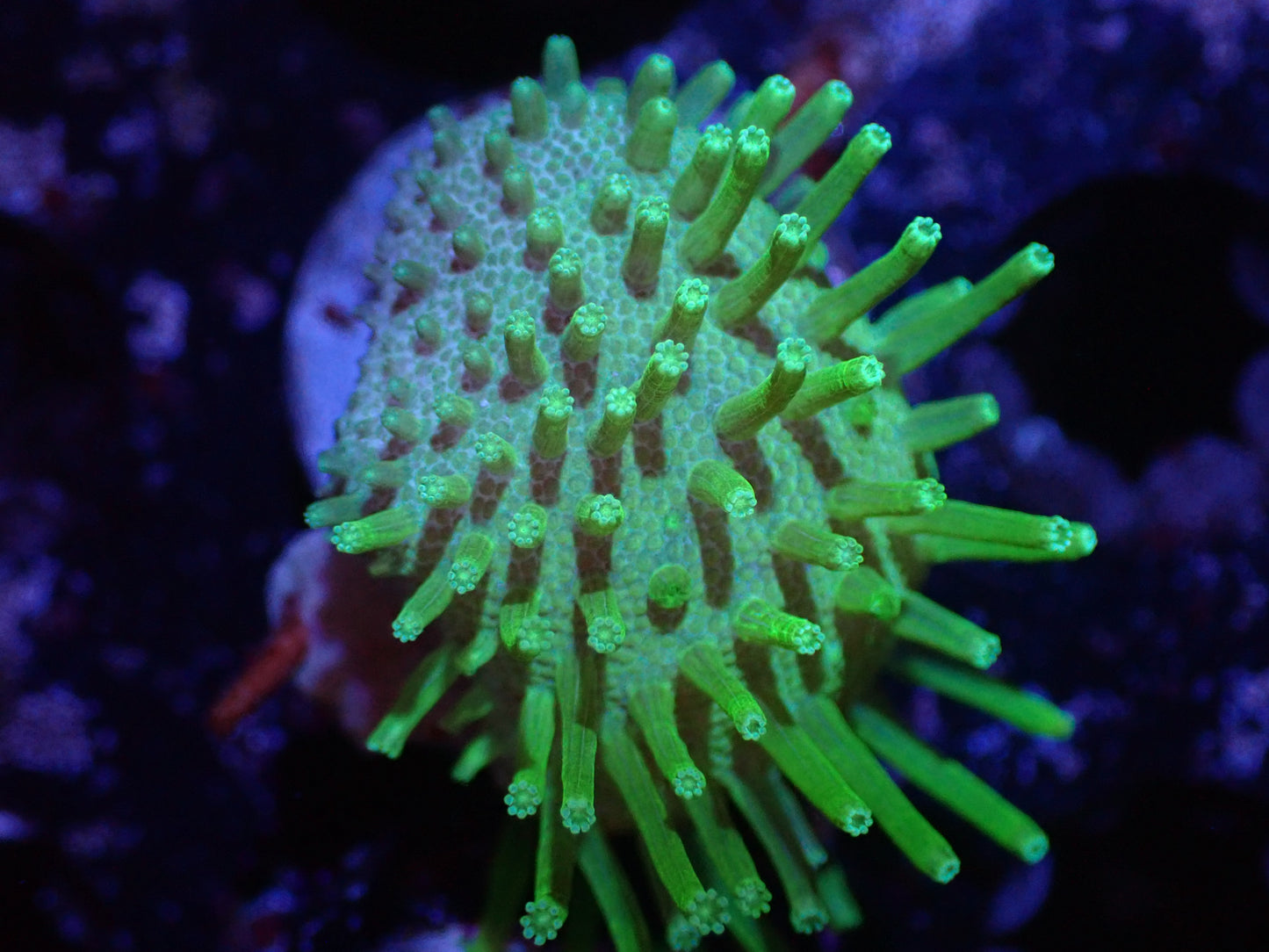C6 Japanese Neon Green Toadstool LIVE 4/15