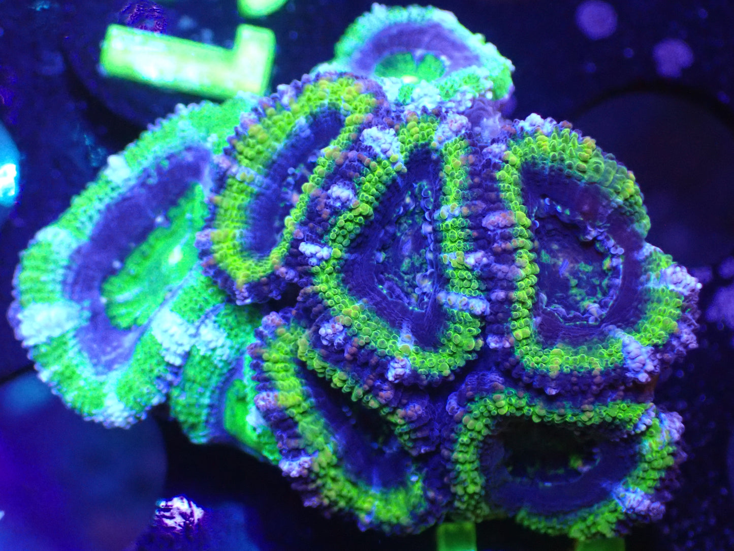 L4 JRA Grafted Acan LIVE 4/15