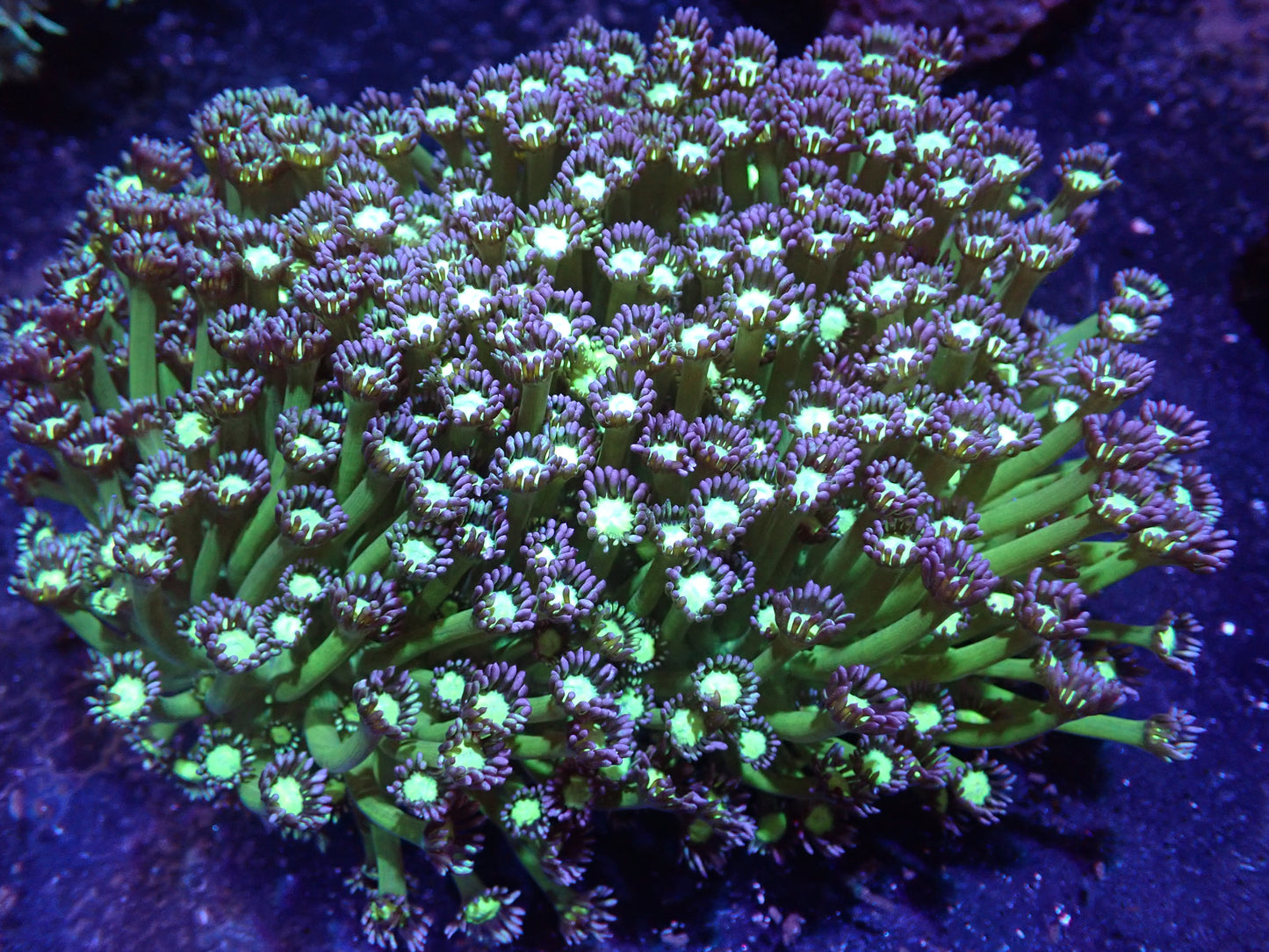 O1 DHC Large Blue/Green Goni Colony LIVE 4/15