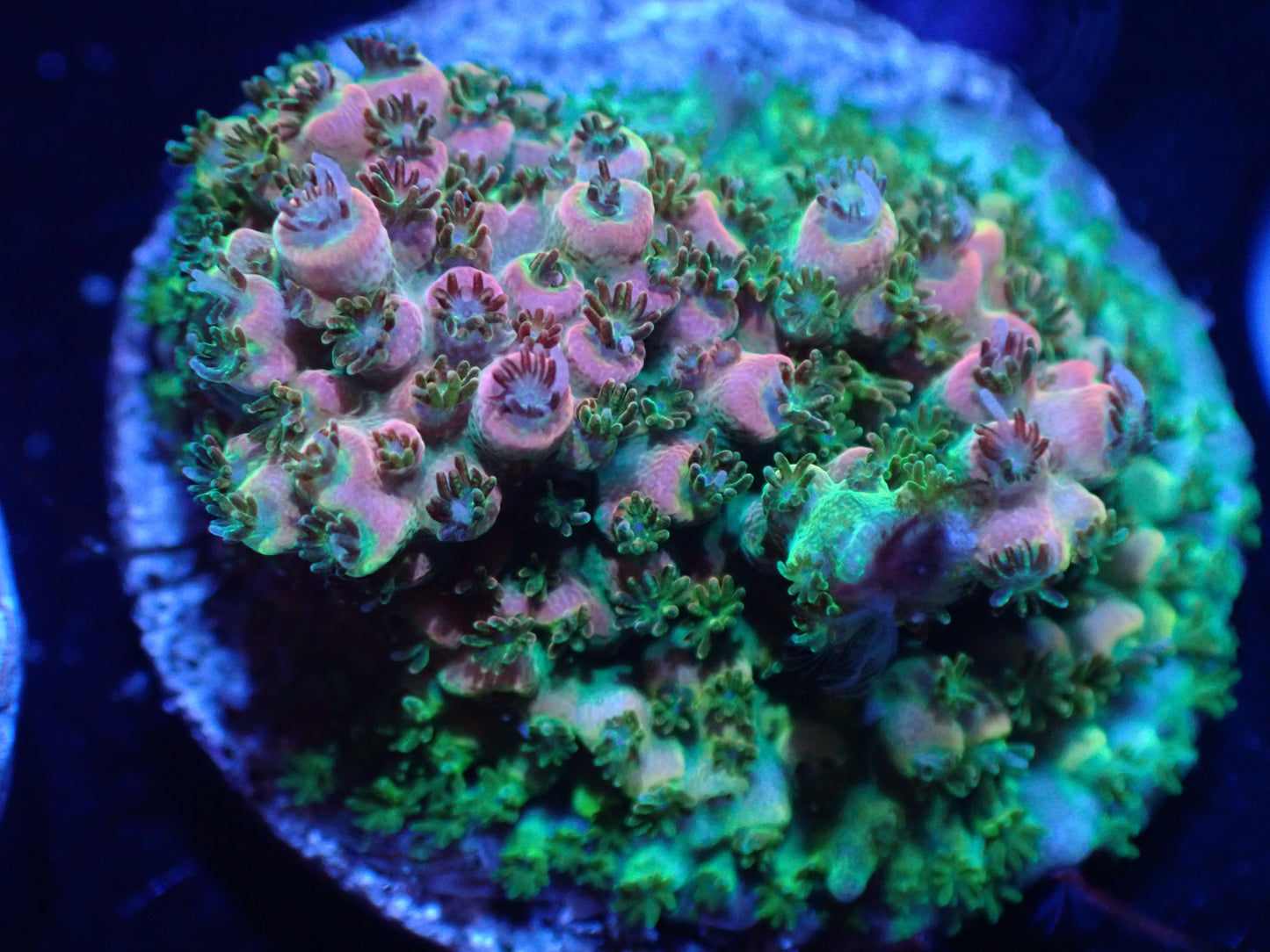 S9 Sticks Fruity Pebbles Acro LIVE 4/15
