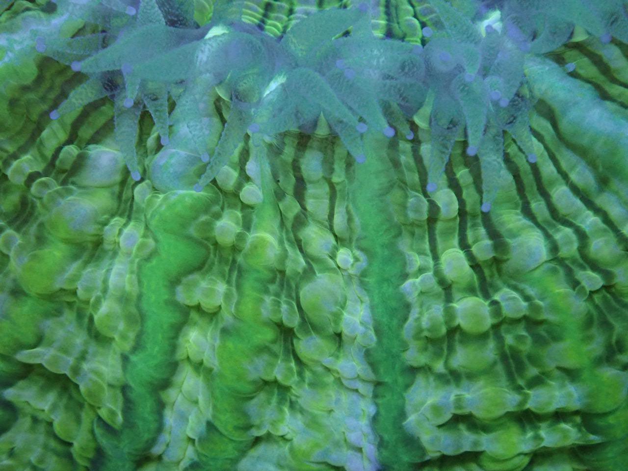 Yellow, Green, and Blue Indophyllia -Halloween Sale - Coral's Coral