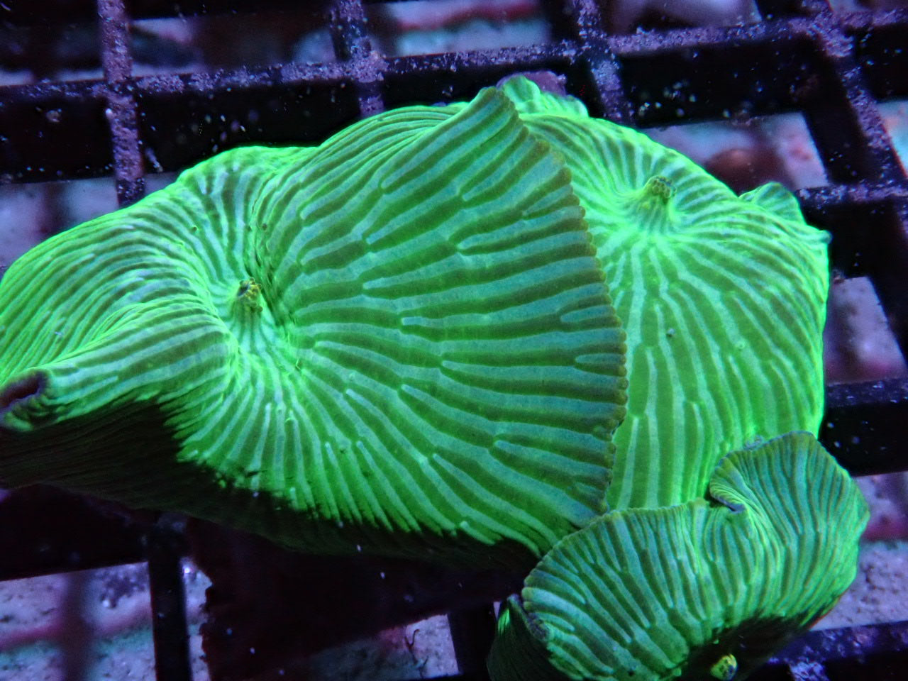 Green Watermelon Discosoma Mushrooms - Halloween Sale - Coral's Coral