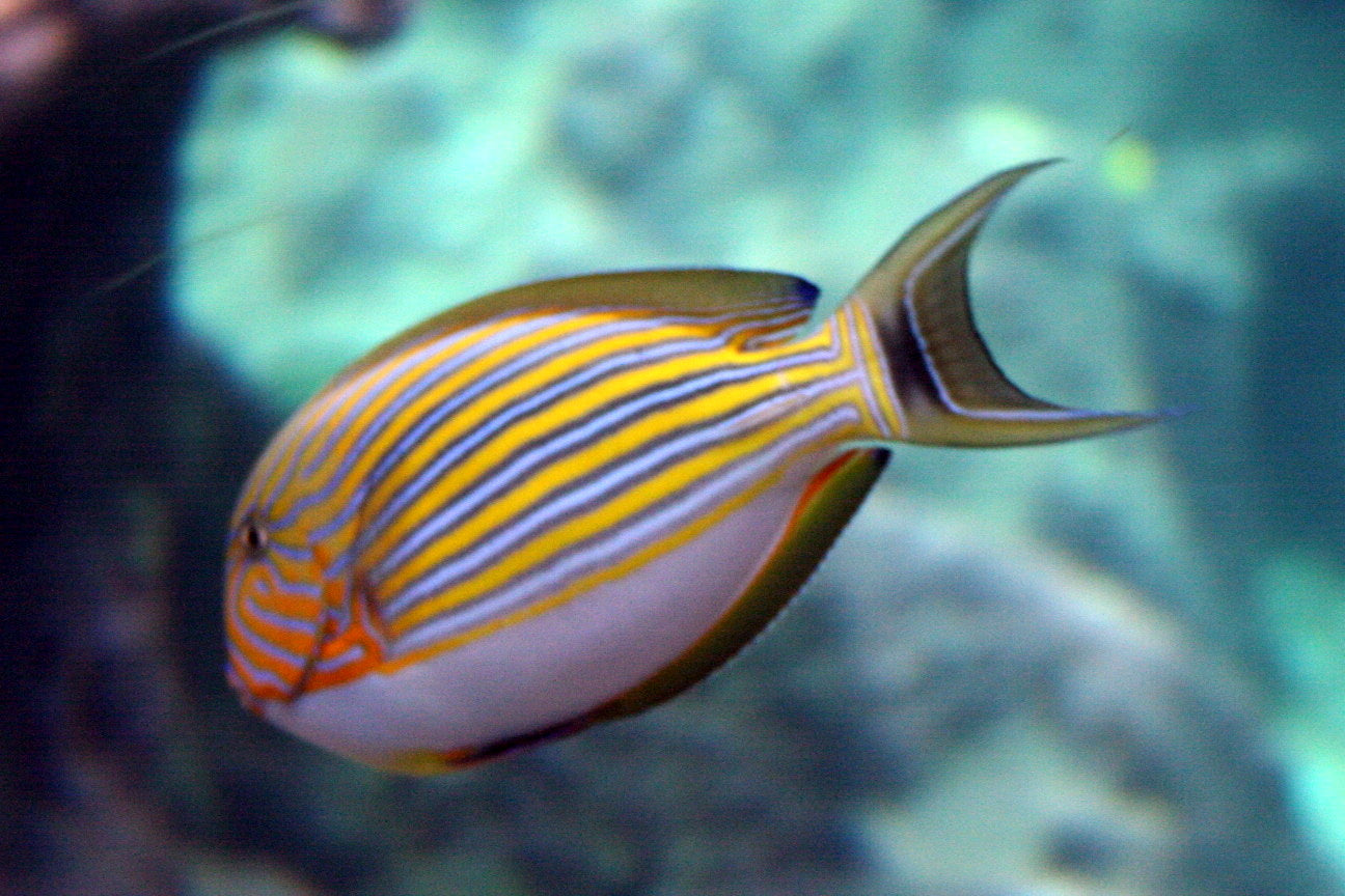 Lineatus Clown Tang
