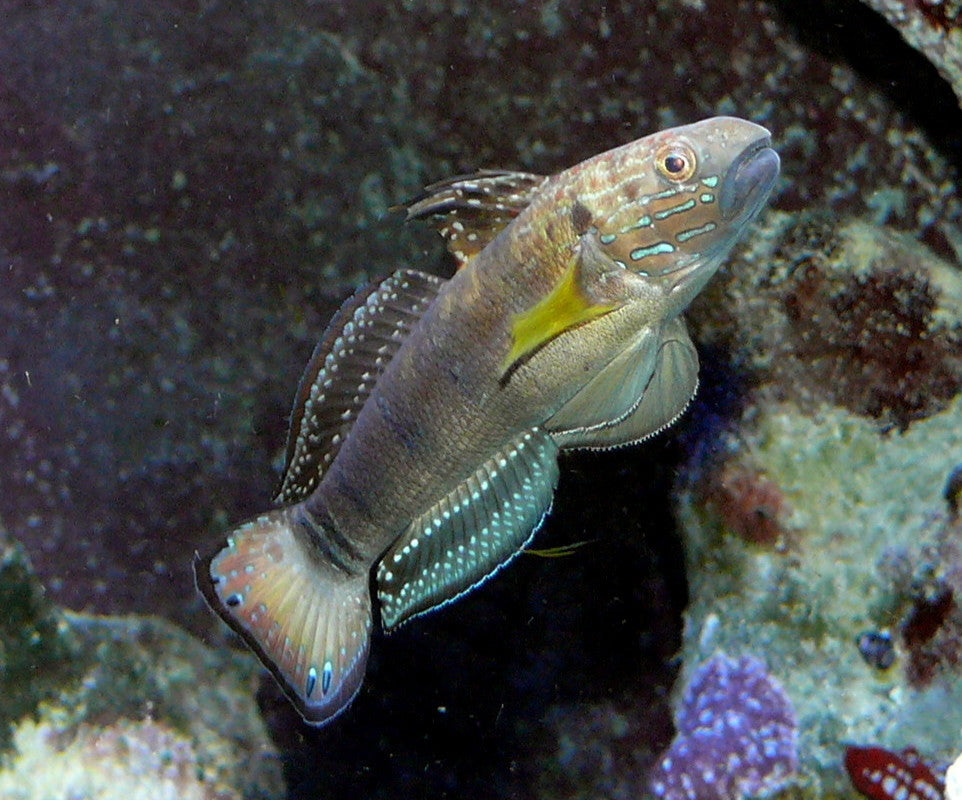 Sleeper Banded Goby