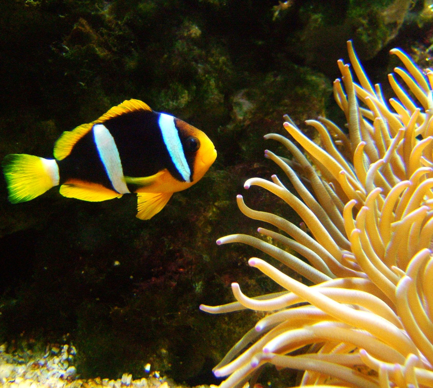 Black Clarkii Clownfish