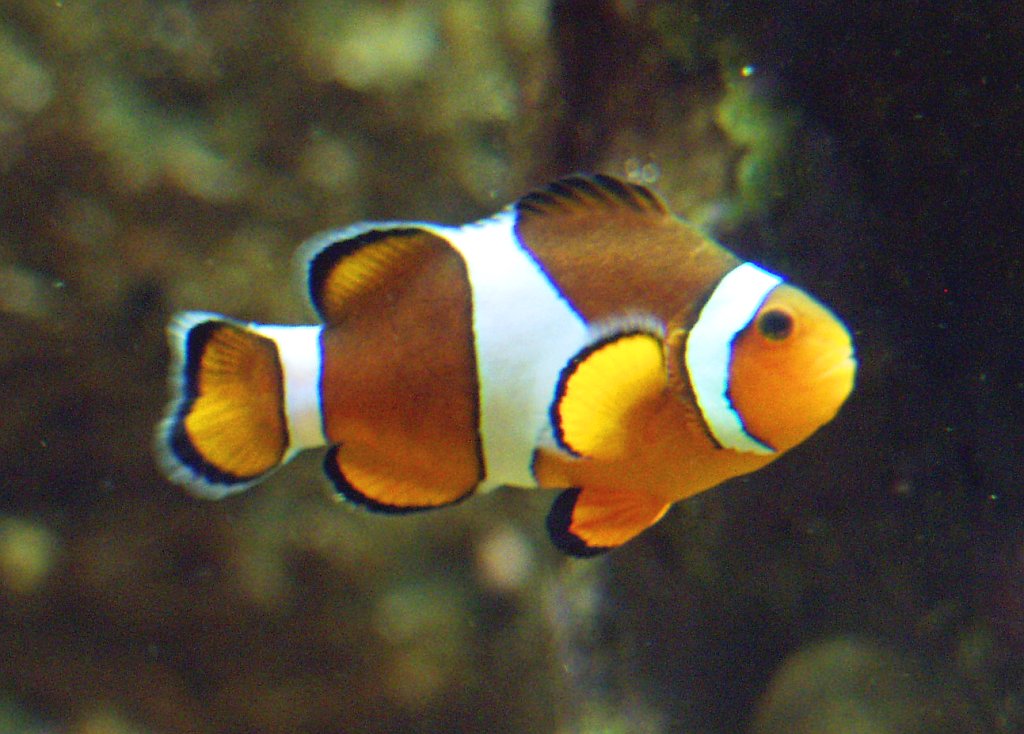 Ocellaris Clownfish