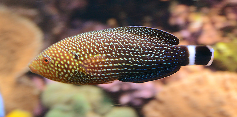 Lined Tamarin Wrasse :: Africa / Red Sea