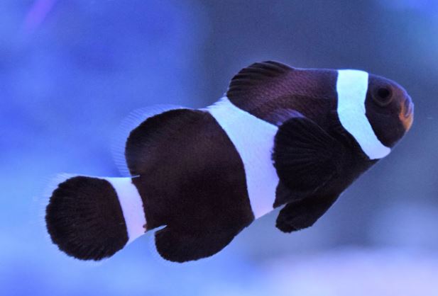 *Black Ocellaris Clownfish