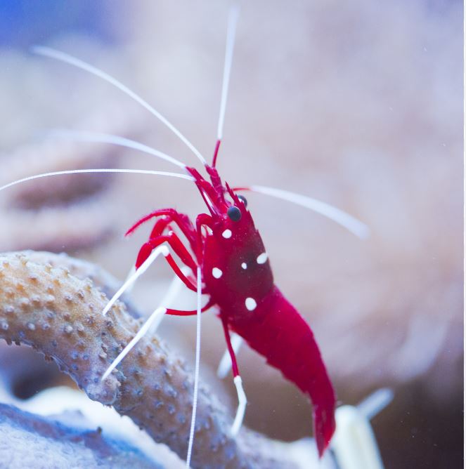Blood/Fire Shrimp