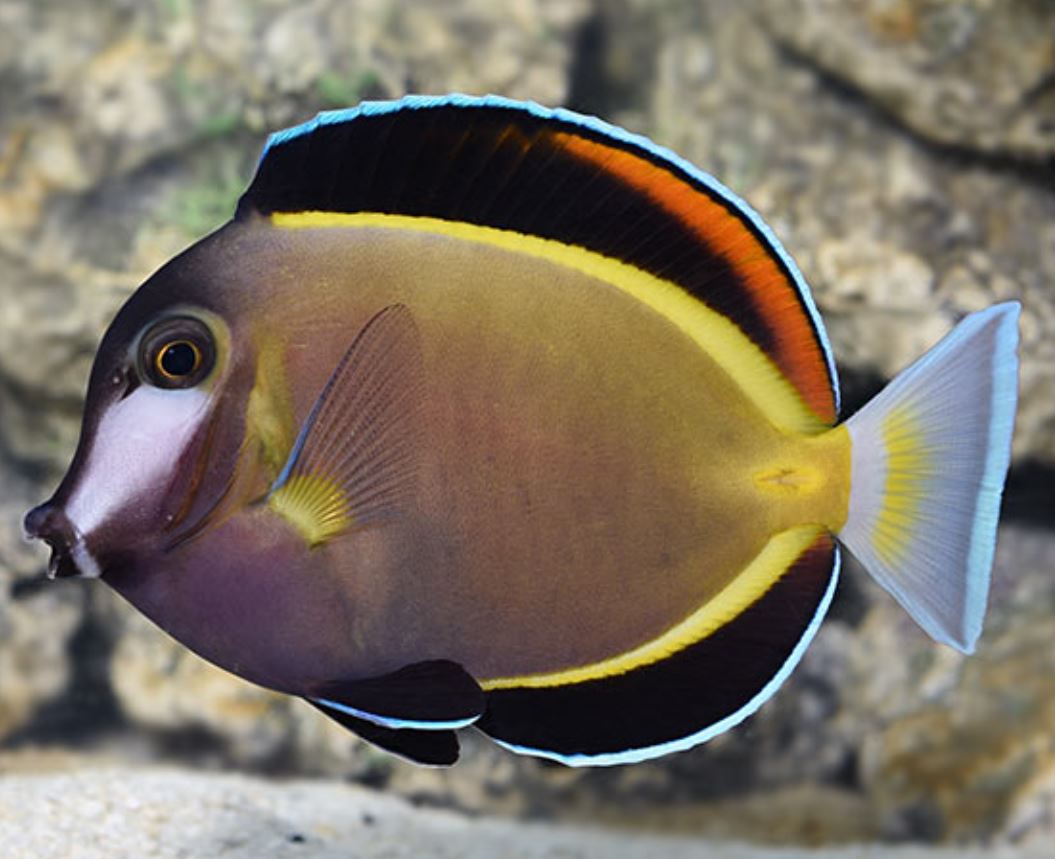 Powder Brown Tang