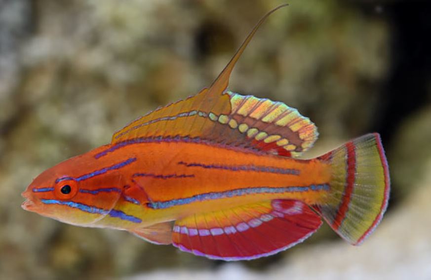 Carpenter's Flasher Wrasse