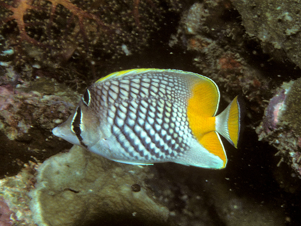 Pearlscale Butterfly