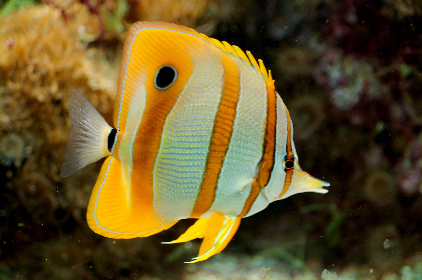 Copperband Butterfly :: Melanesia