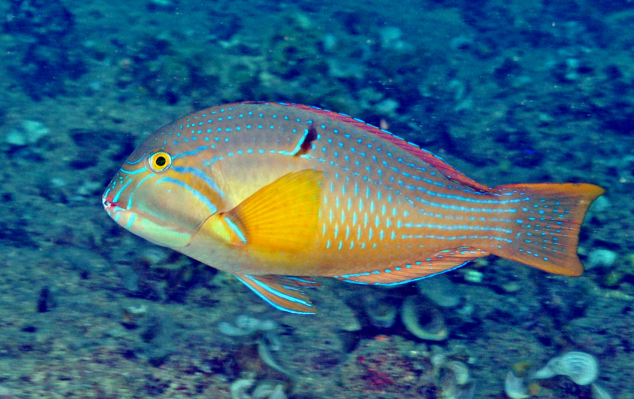 Purple Tusk Wrasse