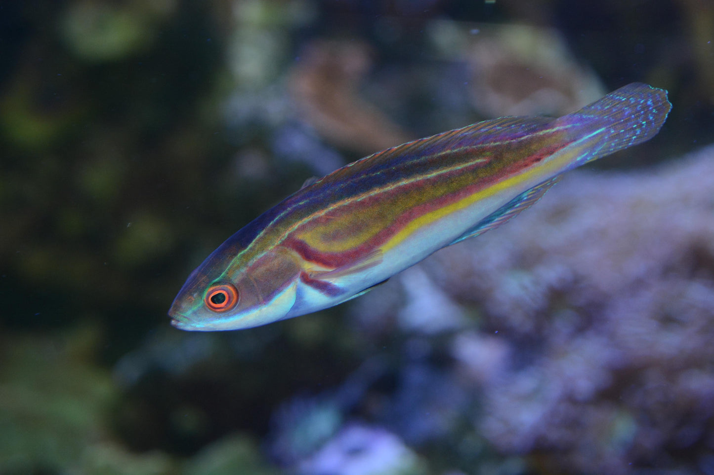 Laboute's Fairy Wrasse