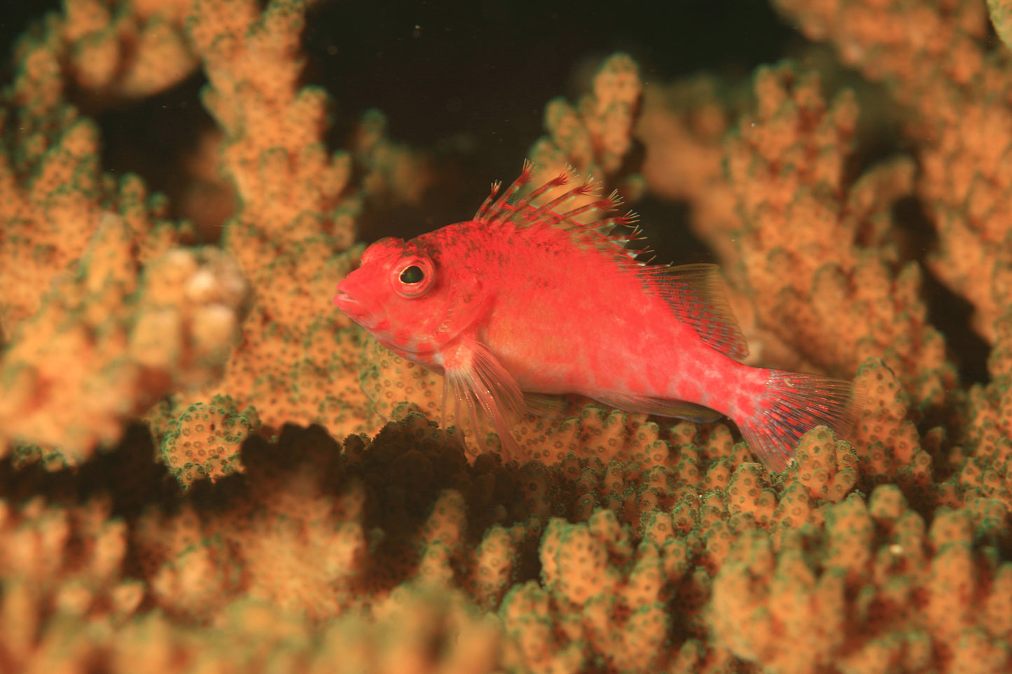 Pixie Hawkfish :: Eastern Asia