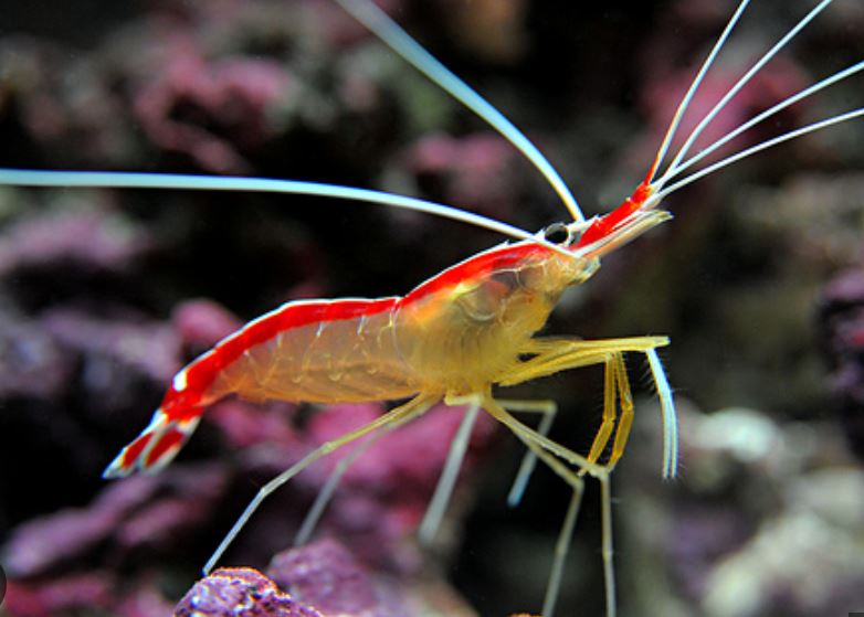Live 6/4/26 Cleaner/Scarlet Shrimp