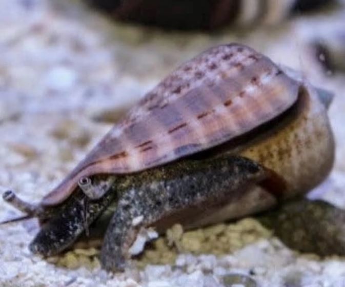 Live 6/4/26 Conch Fighter Invert Snail