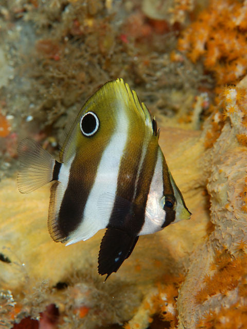 Highfin Butterfly