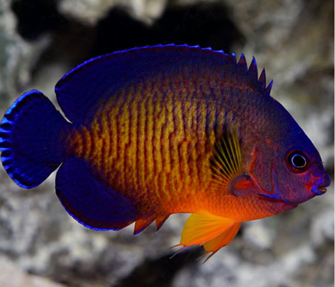 Coral Beauty Angel