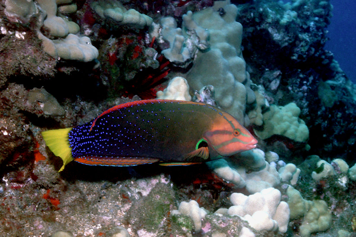 Red Coris Adult Wrasse