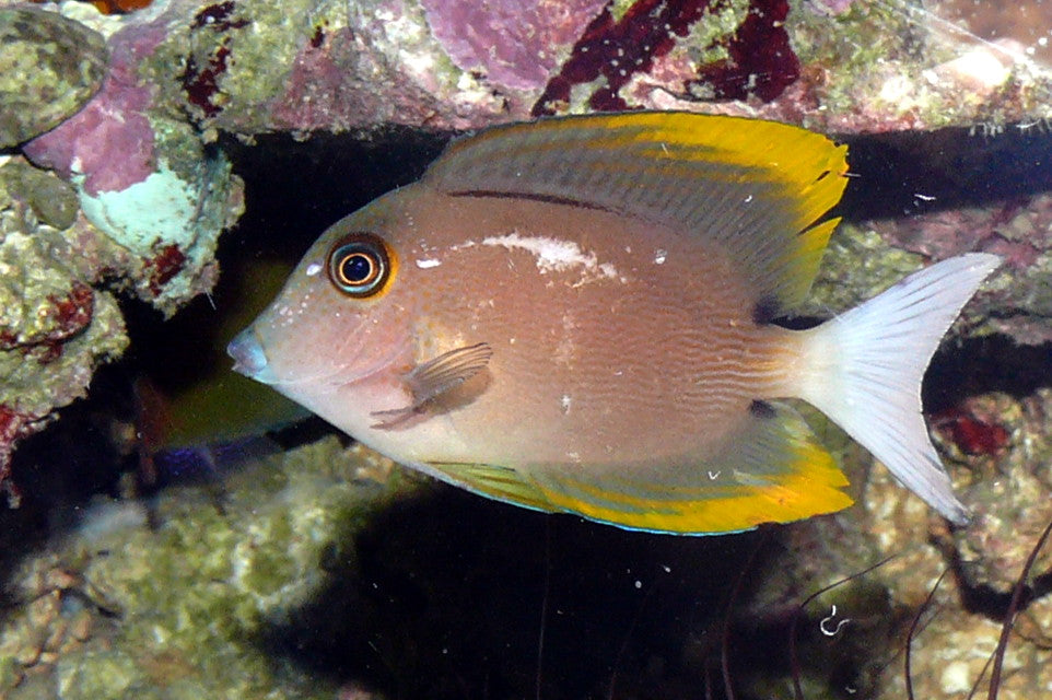 Tomini Bristletooth Tang