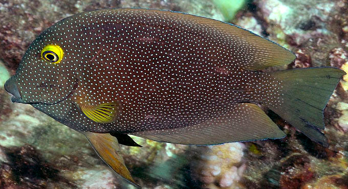 Bristletooth Gold-Ring Yellow Tang