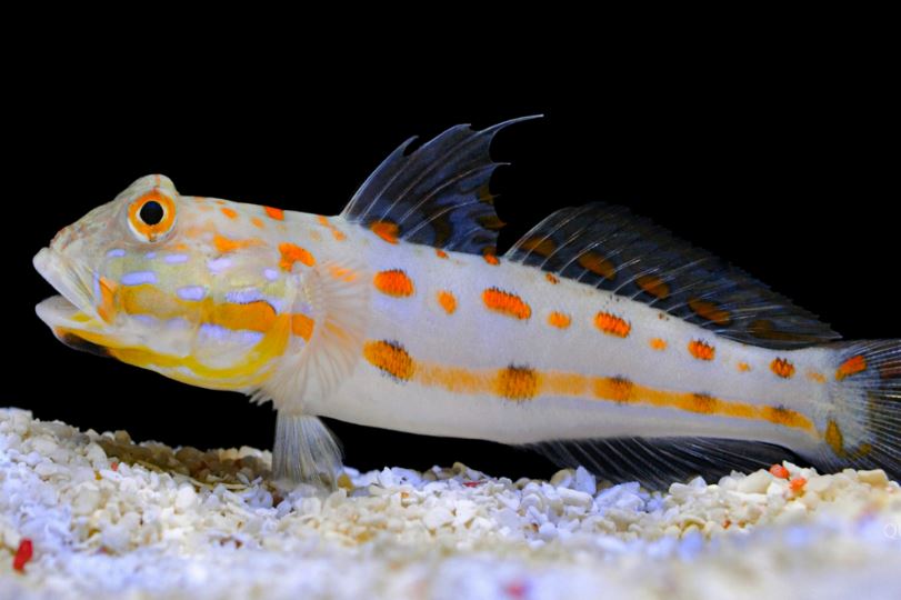 Live 6/4/26 Watchman Diamond Goby