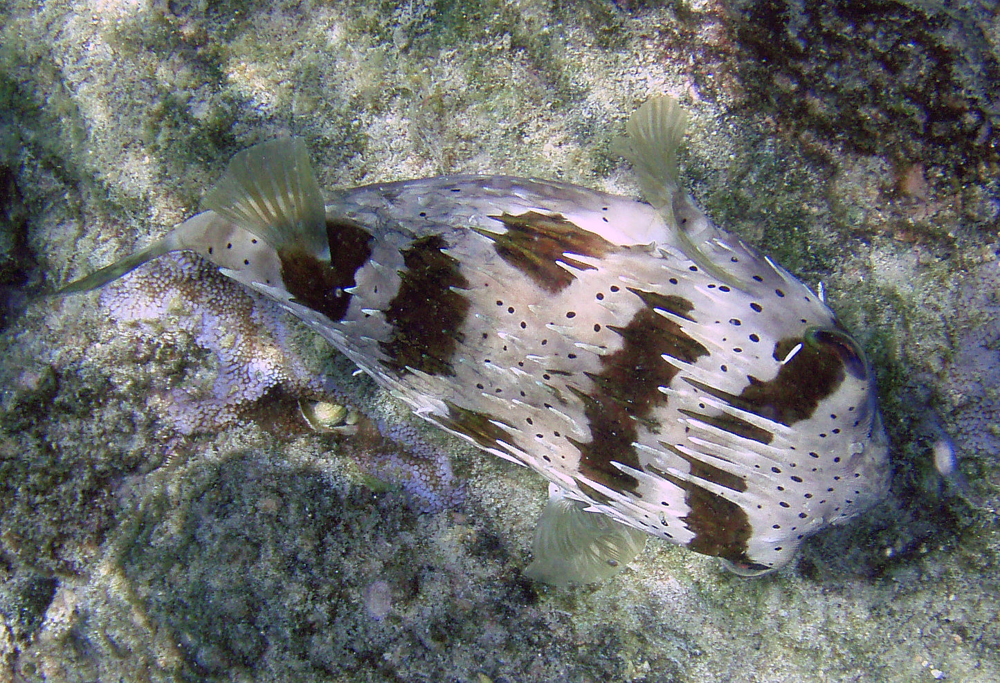 Longspined Porcupine Puffer :: West Americas