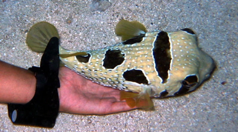 Black-blotched Porcupine Puffer :: Eastern Asia